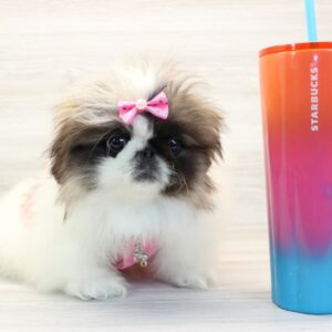 Pekingese