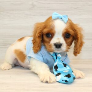 Cavalier King Charles