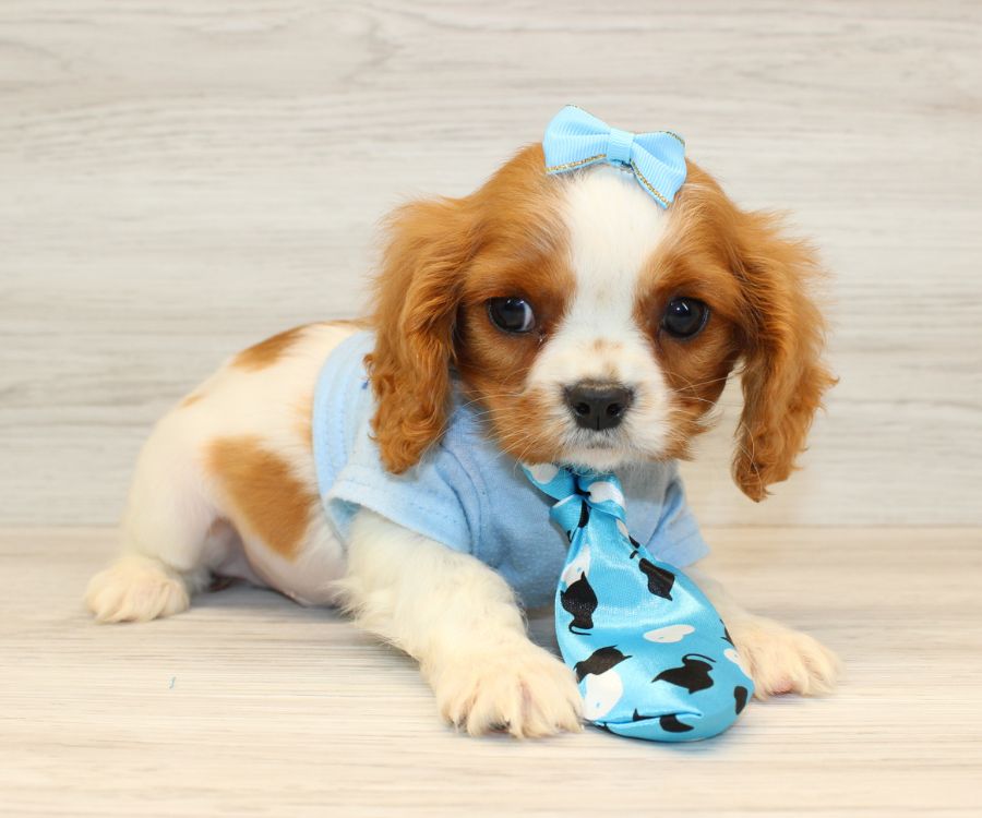 Cavalier King Charles