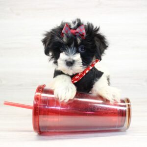 Havanese