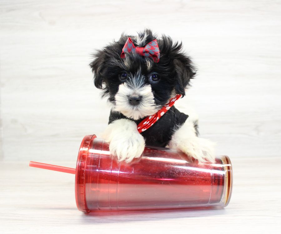 Havanese