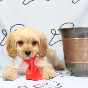 Cavapoo