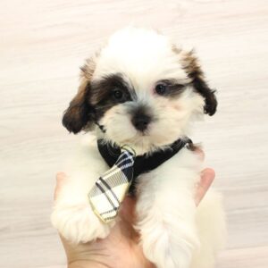 Shih Poo